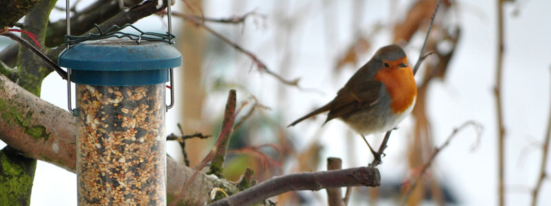 Robin in winter