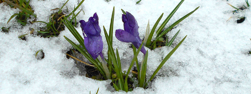 Crocus in the Snow