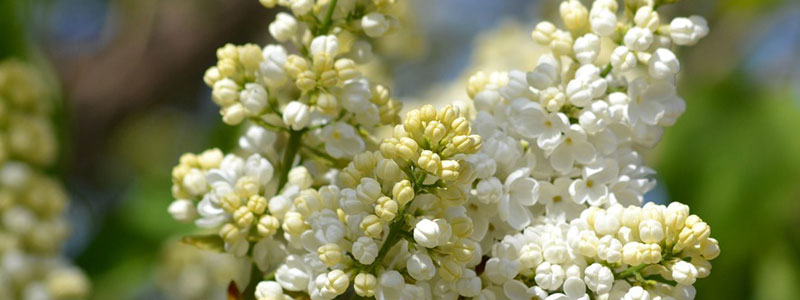 Lilacs in Bloom