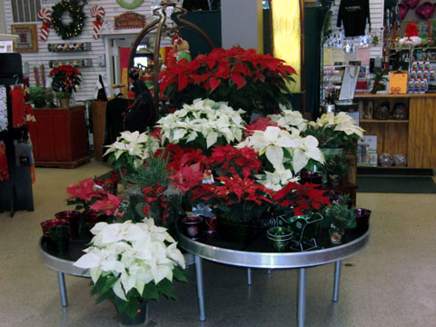 Christmas at Reds Garden Center