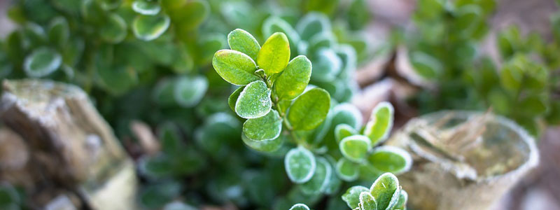 Boxwood in winter