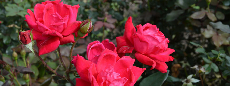 Double Red Knockout Rose