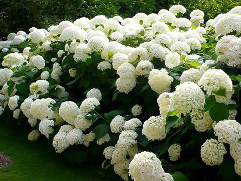 Annabelle Hydrangea