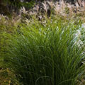 Ornamental Grasses