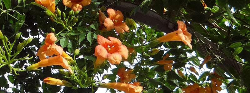 Trumpet Vine