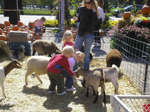 Petting Zoo