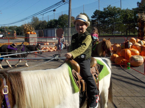 Pony Rides